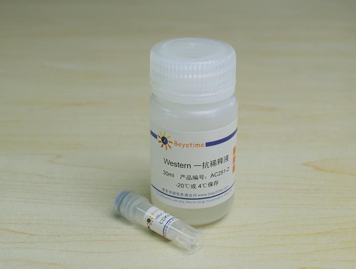 CDK4抗体(小鼠单抗)